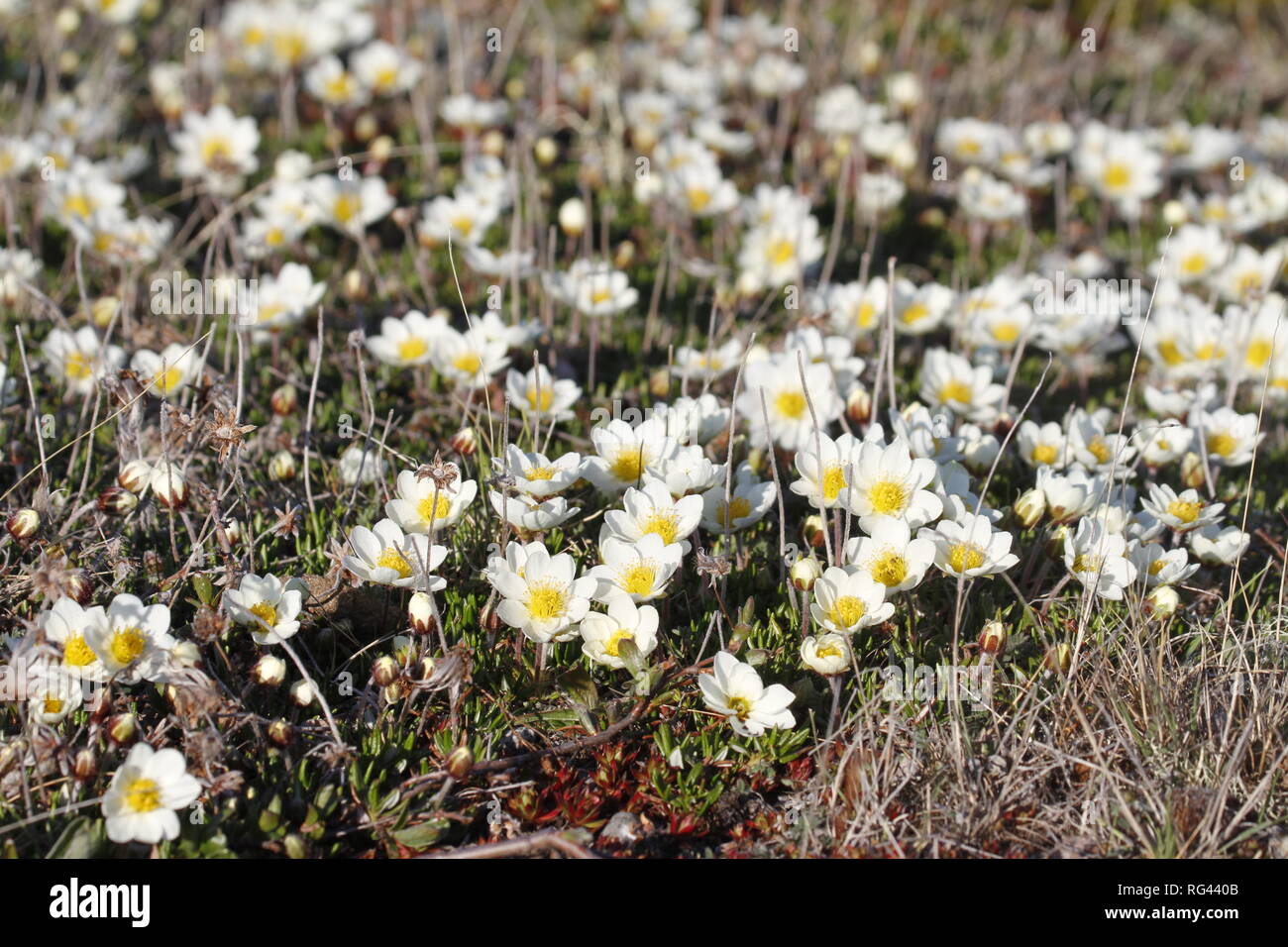 Arctic mountain avens or alpine dryad, forming a large colony of plants on the arctic tundra that are round-hugging and thrive in the cold Stock Photo