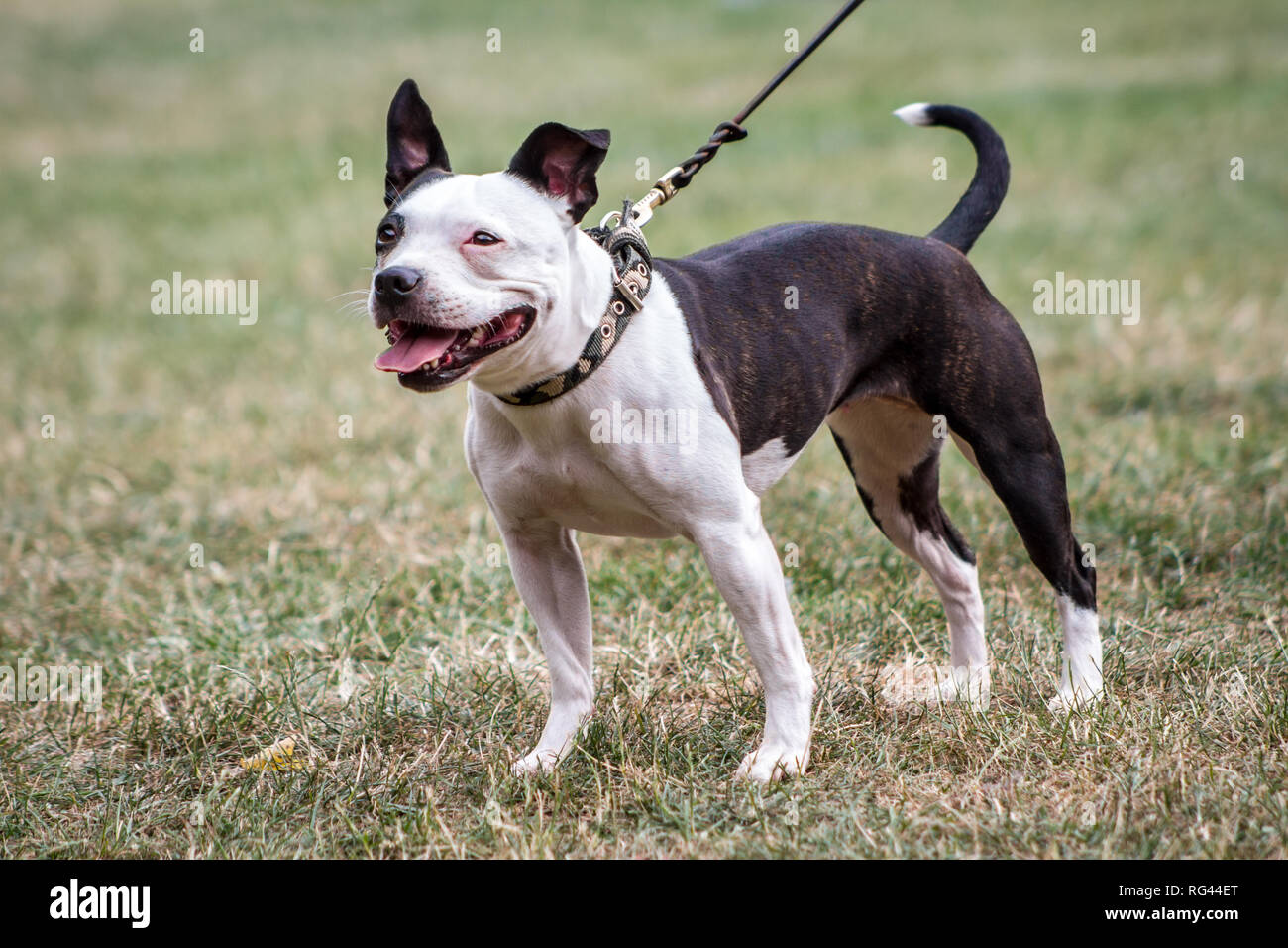 Siambull female dog. The Siambull is a creation out of the Staffordshire Bullterrier, Boston Terrier and a little bit of Patterdale Terrier. Stock Photo