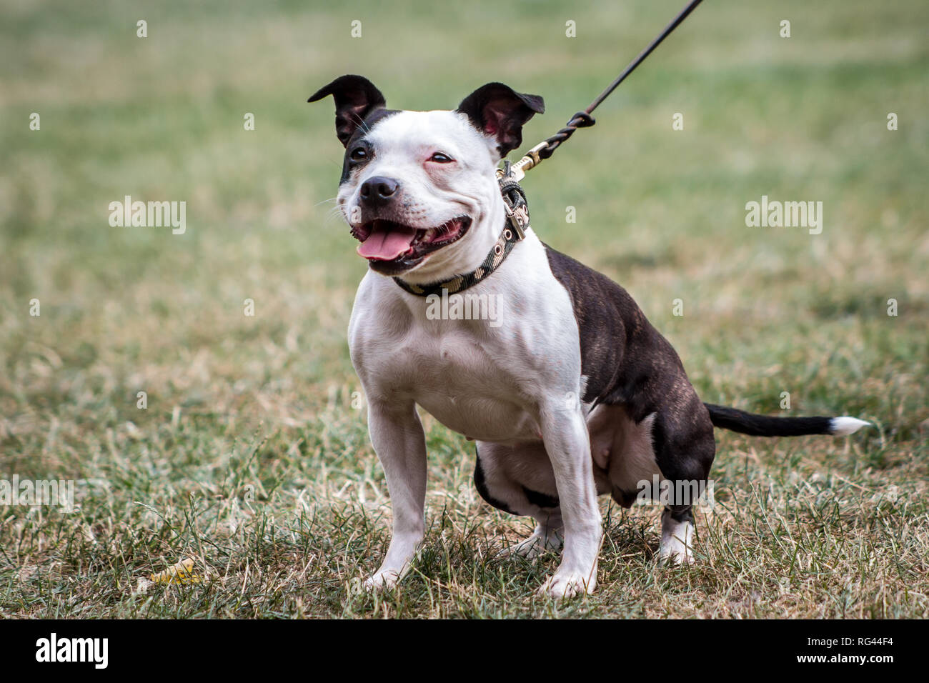 Siambull female dog. The Siambull is a creation out of the Staffordshire Bullterrier, Boston Terrier and a little bit of Patterdale Terrier. Stock Photo