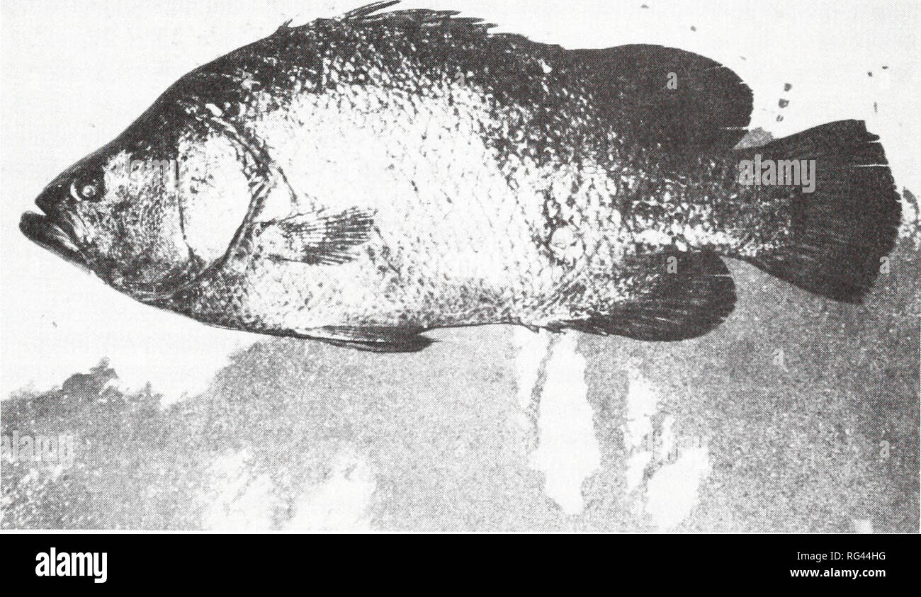 . California fish and game. Fisheries -- California; Game and game-birds -- California; Fishes -- California; Animal Population Groups; Pêches; Gibier; Poissons. CALIFORNIA FISH AND GAME Calif. Fish and Game 79(4): 167-168 1993 FIRST RECORD OF THE TRIPLETAIL {LOBOTES SURINAMENSIS, FAMILY LOBOTIDAE) IN CALIFORNIA WATERS JAMES M. ROUNDS and RICHARD F. FEENEY Natural History Museum of Los Angeles County 900 Exposition Blvd. Los Angeles, CA 90007 On 5 April 1992, a tripletail {Lohotes surinamensis) (Bloch 1790), was caught by an unknown fisherman on hook and line using an anchovy as bait off the C Stock Photo