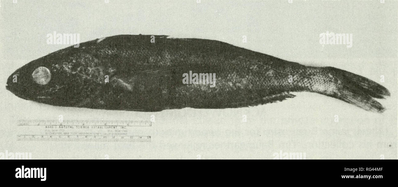 . California fish and game. Fisheries -- California; Game and game-birds -- California; Fishes -- California; Animal Population Groups; Pêches; Gibier; Poissons. 174 CALIFORNIA FISH AND GAME Shelton, R.C.J. 1982. Abnormal claws in lobsters and their relatives. Scott. Fish. Bull., 47:43—45. Shuster, C.N., D.H.B. Ulmer, and W. A. Van Engel. 1963. A commentary of claw deformities in the blue crab. Estuar. Bull., 7:15-23. Zeleny, C. 1905. The regeneration of the double chela in the fiddler crab {Celasimus pugilator) in place of a normal single one. Biol. Bull., 2:152-155. —Alberto Carvacho, Depart Stock Photo