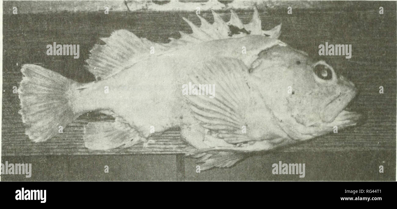 China Rockfish Stock Photos China Rockfish Stock Images