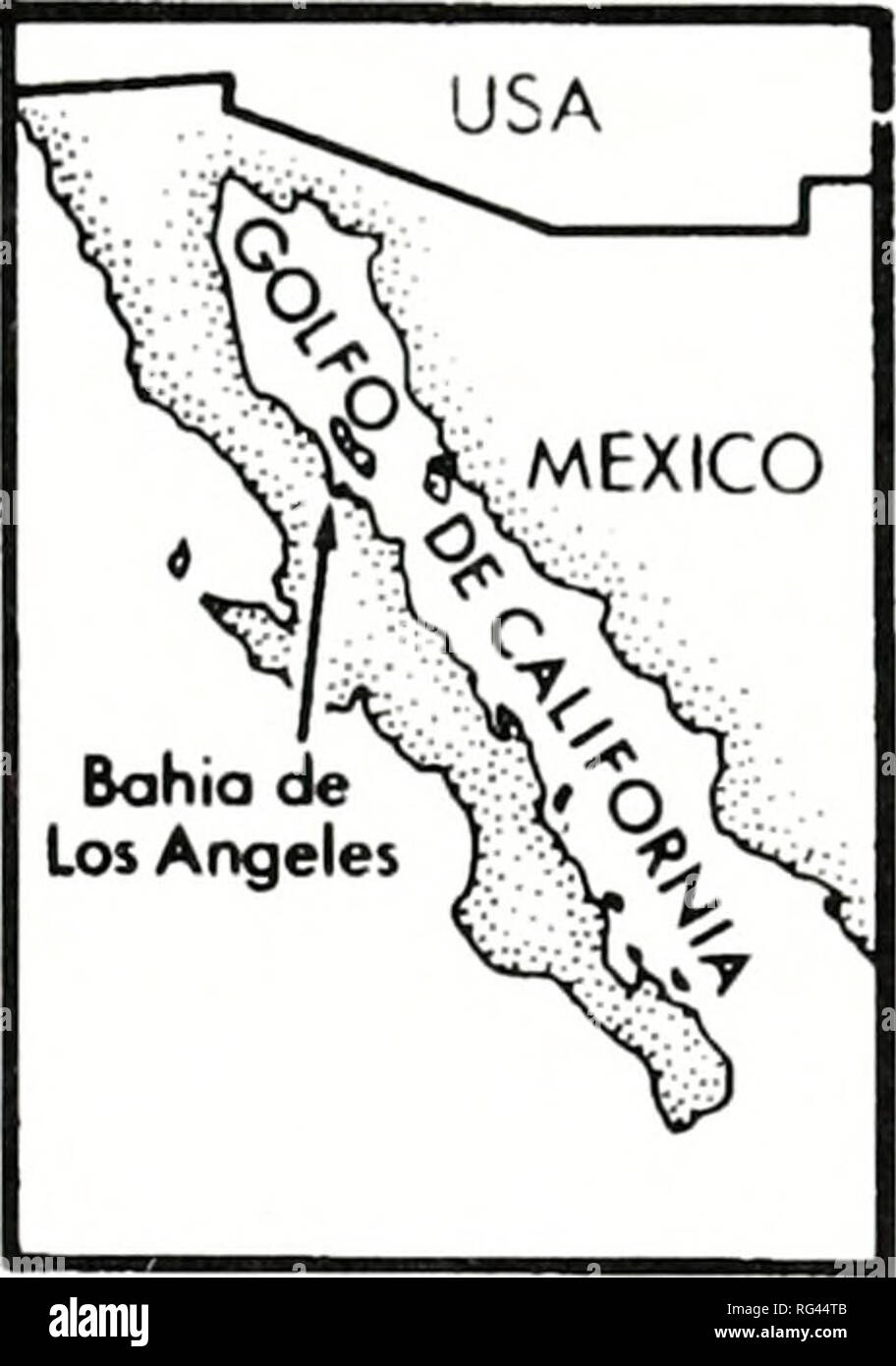 . California fish and game. Fisheries -- California; Game and game-birds -- California; Fishes -- California; Animal Population Groups; Pêches; Gibier; Poissons. PUNTA lA GRINGA § ISLA « S^LAVENTANA. 29° N •SLAp*. COBEZADE^i^ CABAlLO|j) 113° 30'W Figure 1. The study locality &quot;Bahia de Los Angeles&quot;. Station 1 and 2 are indicated. in 2 sets of 7 Niester boxes of perforated plastic 60 cm x 60 cm x 9 cm, with 53 individuals in each. The boxes were suspended from a raft at depths between 1.0 and 1.6 m at Station 2 in Punta el Faro and at Station 1 in Punta la Gringa in the south and north Stock Photo