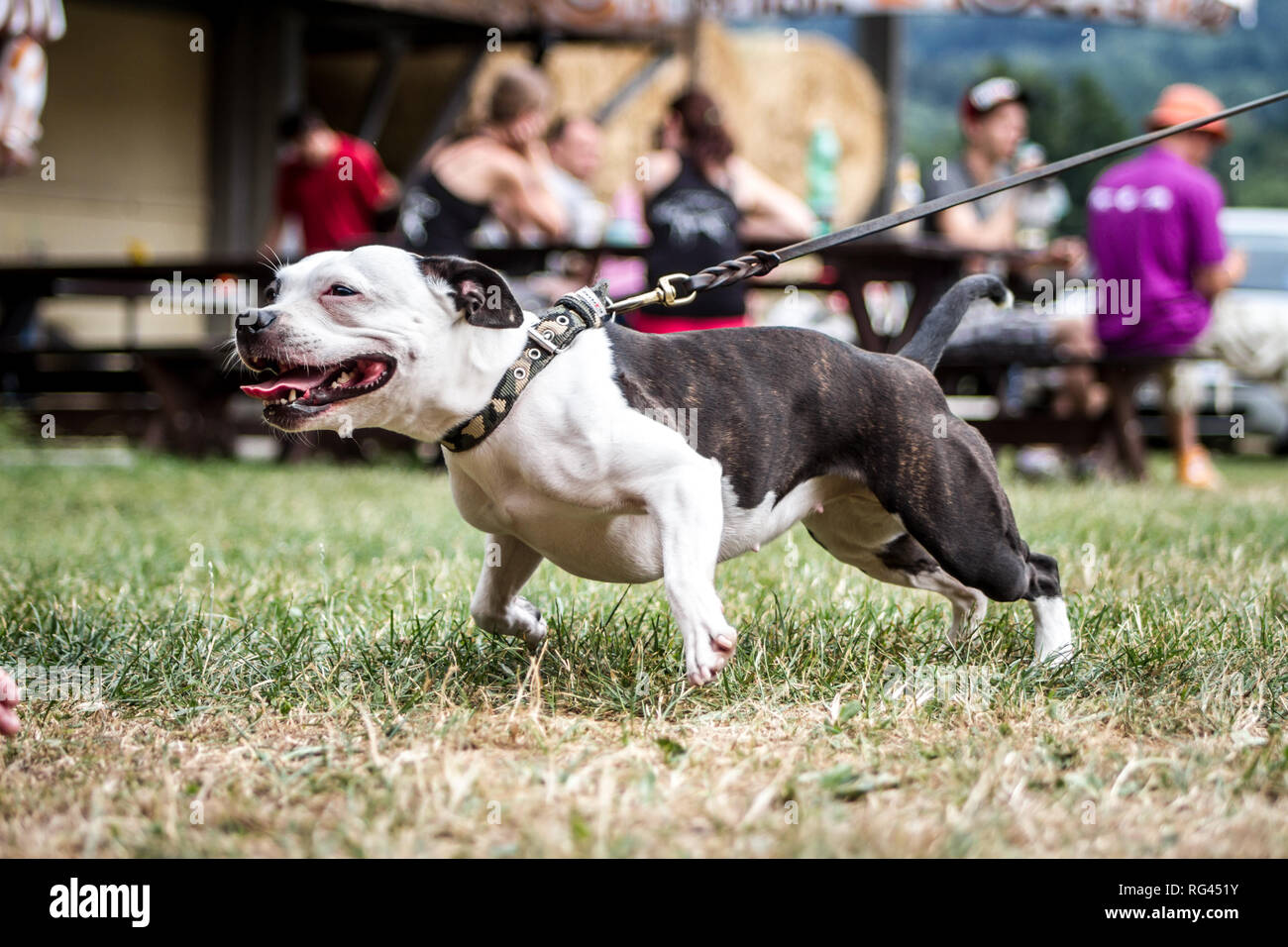 Siambull female dog. The Siambull is a creation out of the Staffordshire Bullterrier, Boston Terrier and a little bit of Patterdale Terrier. Stock Photo