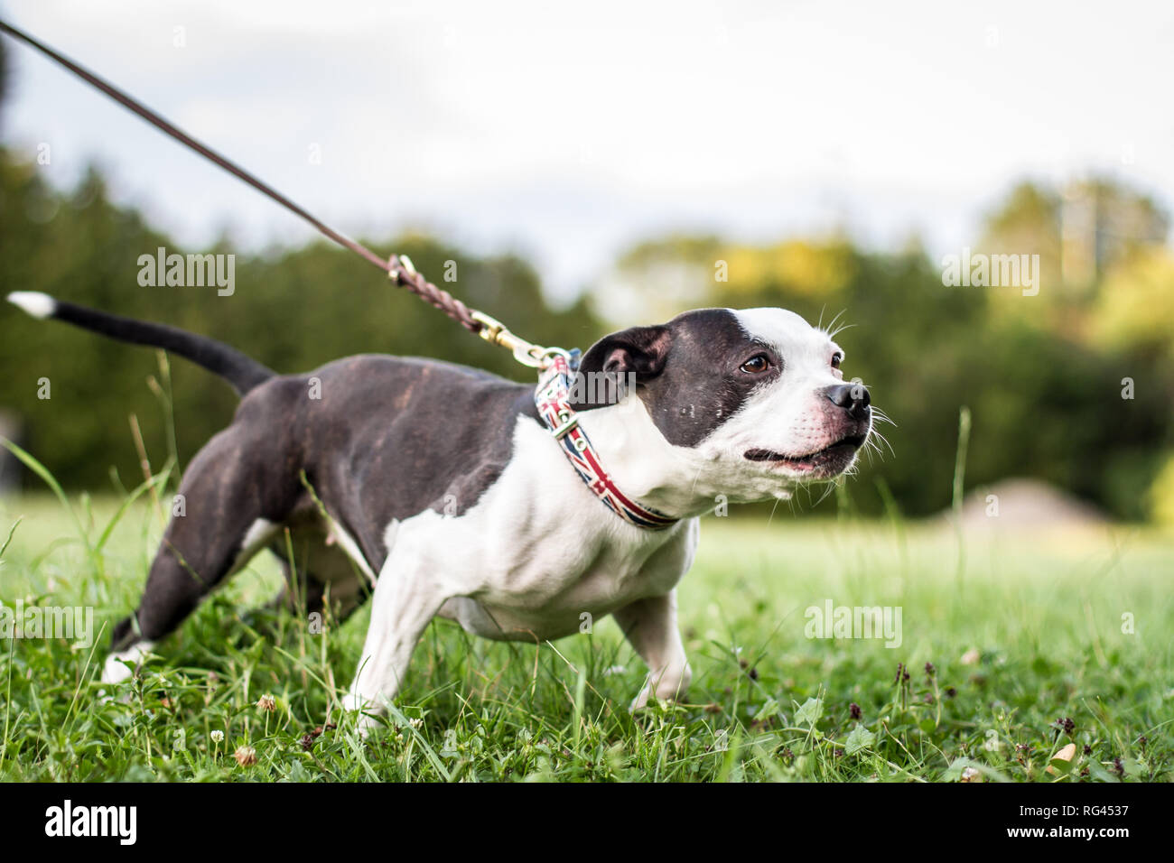 Siambull female dog. The Siambull is a creation out of the Staffordshire Bullterrier, Boston Terrier and a little bit of Patterdale Terrier. Stock Photo