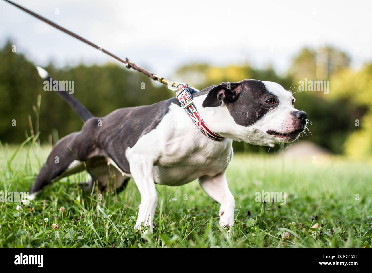 Siambull female dog. The Siambull is a creation out of the Staffordshire  Bullterrier, Boston Terrier and a little bit of Patterdale Terrier Stock  Photo - Alamy