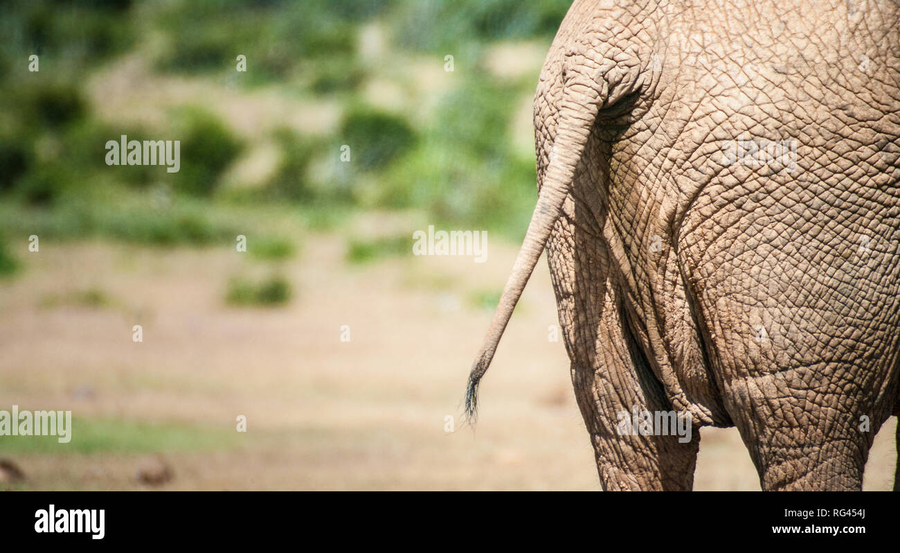 African elephant tail Stock Photo