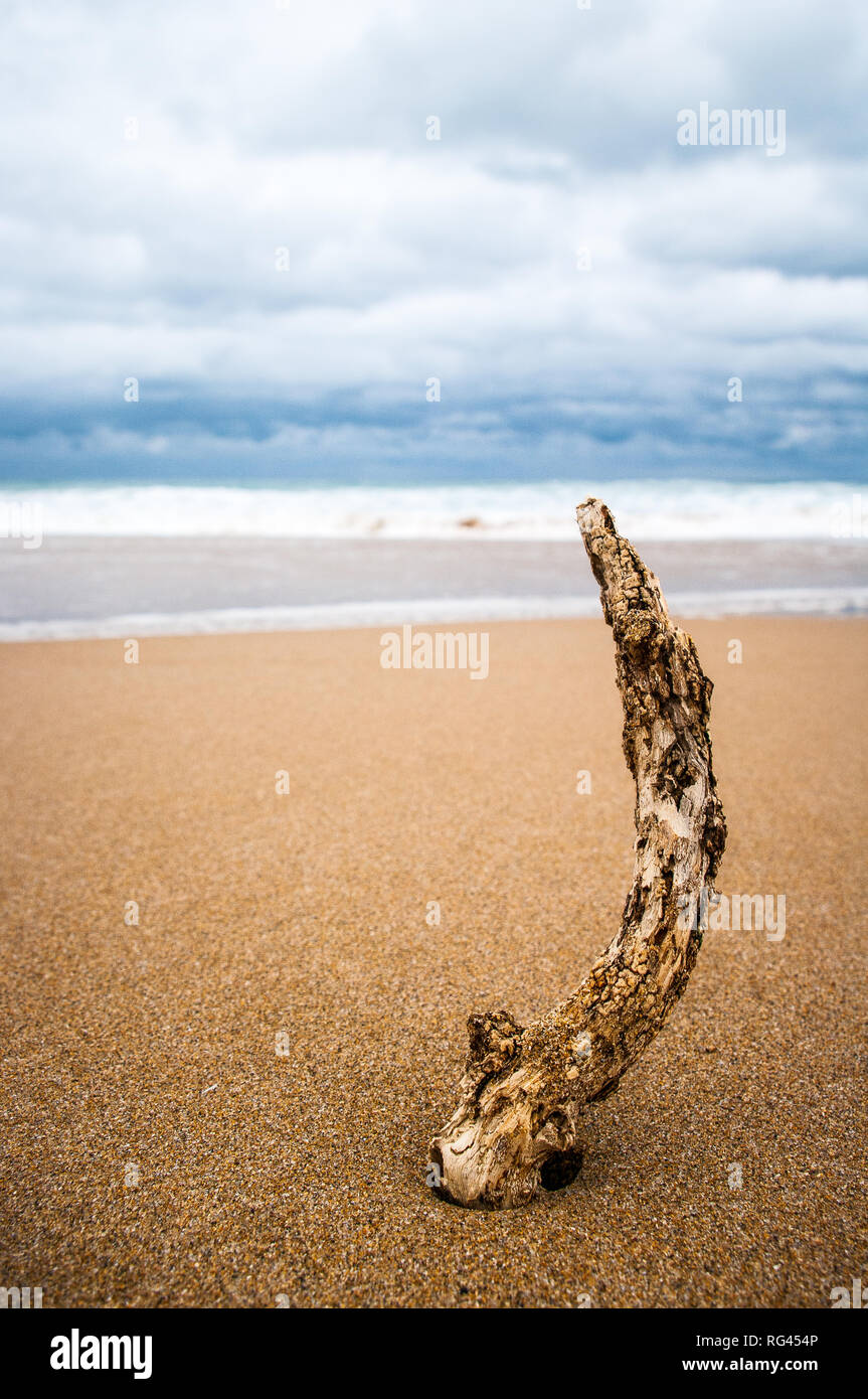 driftwood on a beach Stock Photo