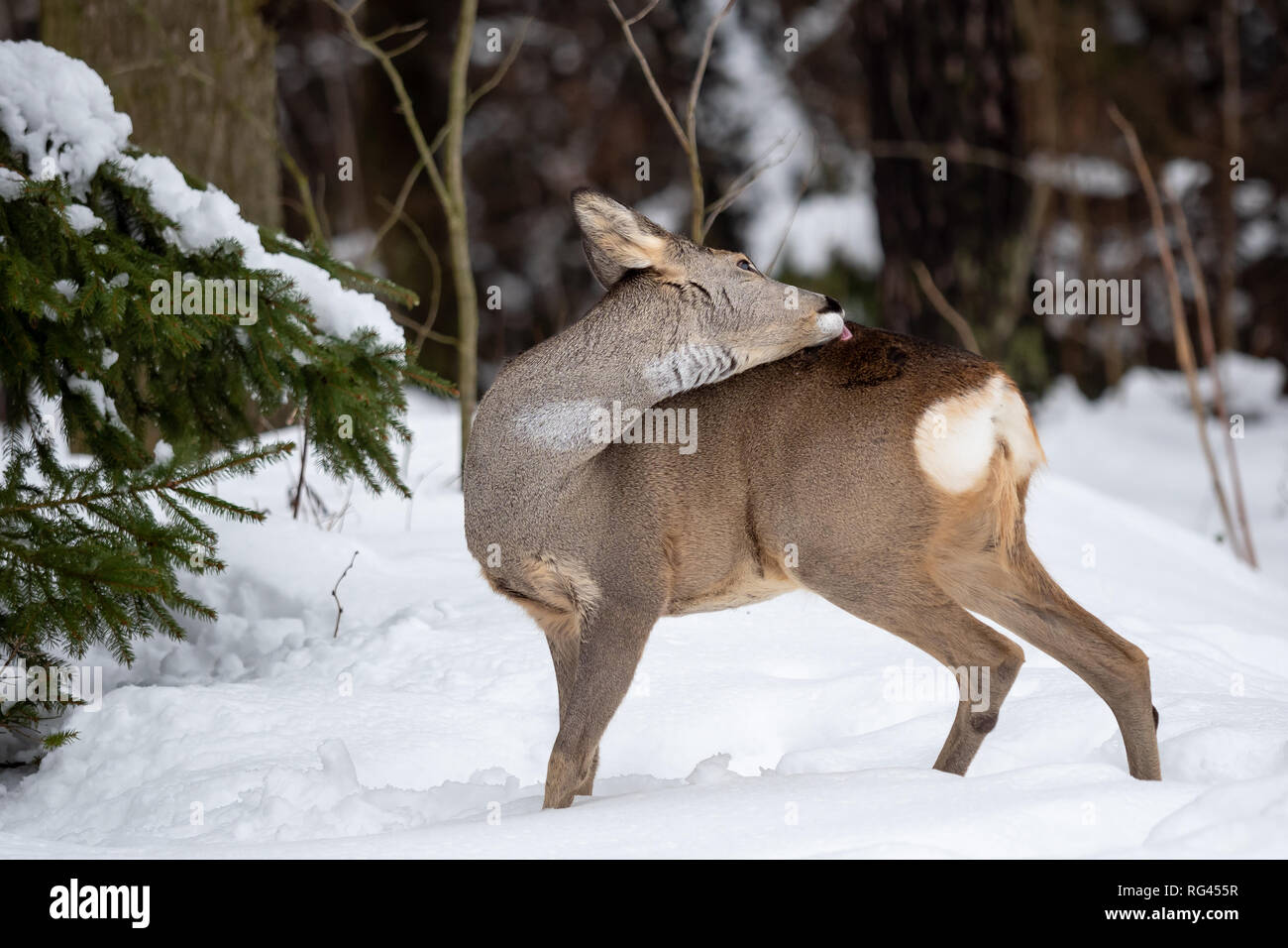 Wild roe deer in winter nature. Capreolus capreolus Stock Photo - Alamy