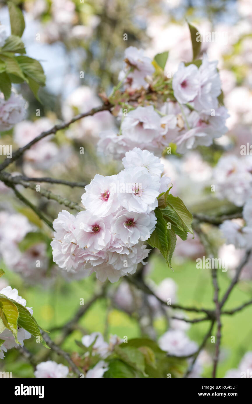 Prunus blossom. Japanese cherry tree in Spring. Stock Photo