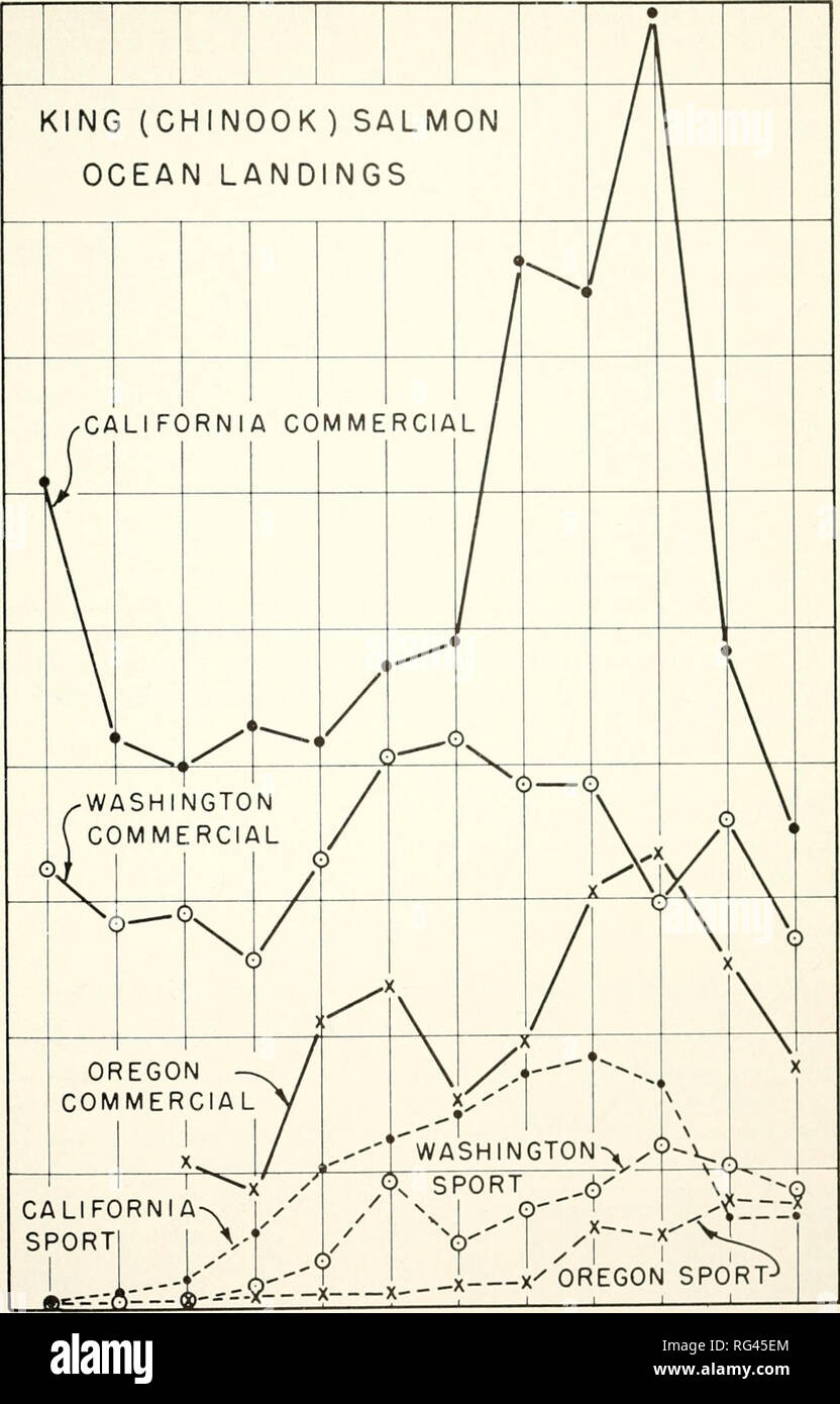 . California fish and game. Fisheries -- California; Game and game-birds -- California; Fishes -- California; Animal Population Groups; Pêches; Gibier; Poissons. SPORT CATCH OP OCEAN SALMON 295. f^ CD O) o ._â OJ ro ^ If) c£) r^ CD rt »;}⢠^ ID in If) If) in in in in U-) O) (T> a> O) 22 0} en 0^ CD O) CD en FIGURE 1. KING (CHINOOK) SALMON. Numbers of ocean caught king salmon landed by commercial and sport fishermen in Washington, Oregon, and California.. Please note that these images are extracted from scanned page images that may have been digitally enhanced for readability - colora Stock Photo