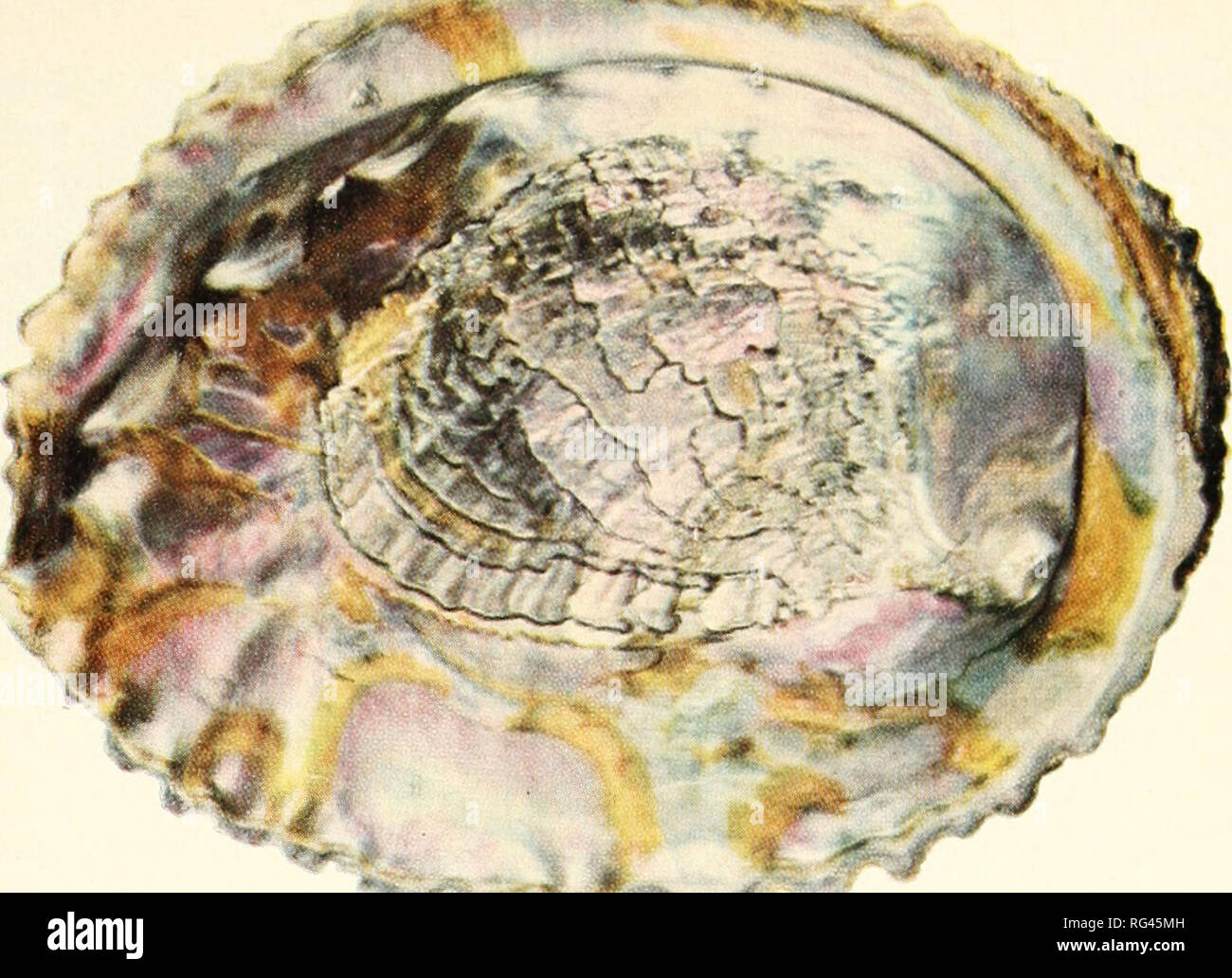 . California fish and game. Fisheries -- California; Game and game-birds -- California; Fishes -- California; Animal Population Groups; Pêches; Gibier; Poissons. A RALONE OF CALIFORNIA :{S!i *¥*&gt;•«&quot; &lt;. FIGURE 3. Pink abalone, Haliotis corrugata, 6% inches long from 10 fathoms off La Jolla, California, February 26, 1952. Phofogrophs by Gien Bkkford.. Please note that these images are extracted from scanned page images that may have been digitally enhanced for readability - coloration and appearance of these illustrations may not perfectly resemble the original work.. California. Dept Stock Photo