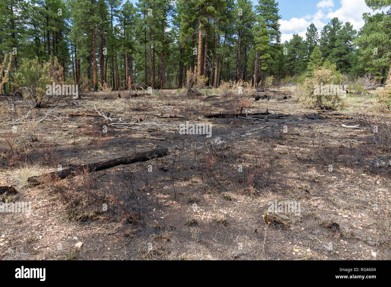 Rim fire hires stock photography and images Alamy