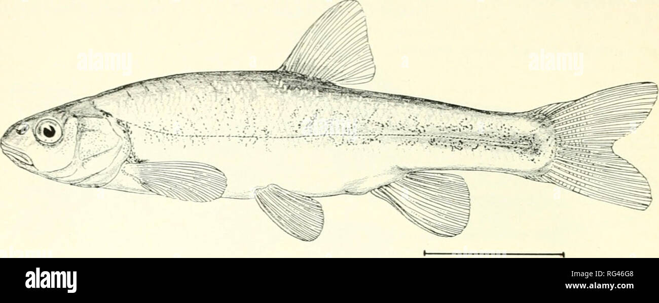 . California fish and game. Fisheries -- California; Game and game-birds -- California; Fishes -- California; Animal Population Groups; Pêches; Gibier; Poissons. 24 I AI.IFORXIA FISH AM) GAME 32b. Scales in lateral line 70 to 80. Body bluish above, silvery below, with a dusky lateral shade and a leath- ery texture to the skin Leatherside chub, Snyderichthys aliciae. FIGURE 32. Leatherside chub CHARACIN FAMILY {CHARACIDAE) The American characins are almost wholly confined to South and Middle America. A single species readies the United States in western Texas and New Mexico. Mexican Banded Tetr Stock Photo