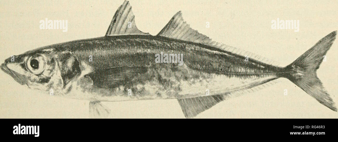 California Fish And Game Fisheries California Game And - 