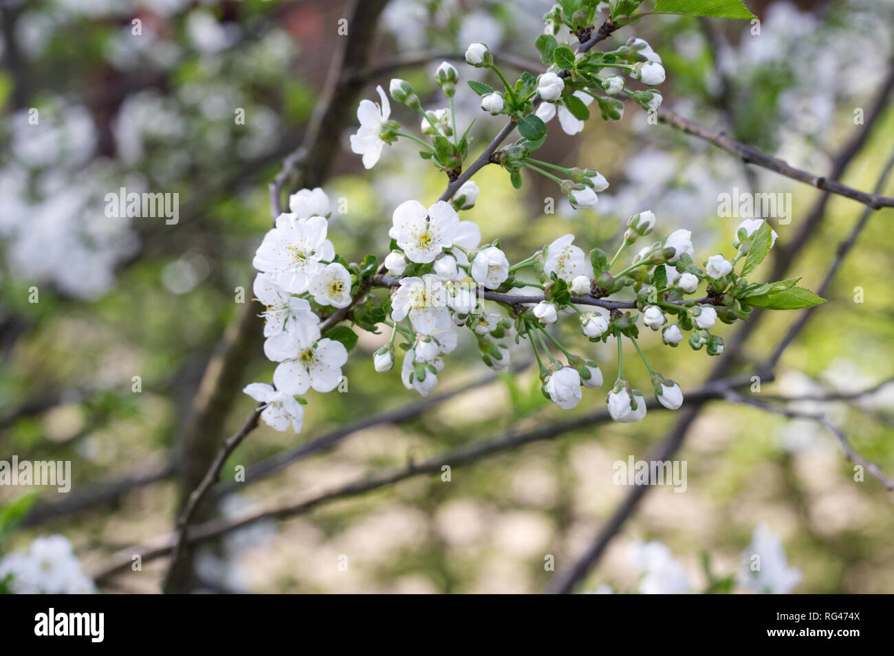 Prunus cerasus 'Morello' blossom. Stock Photo