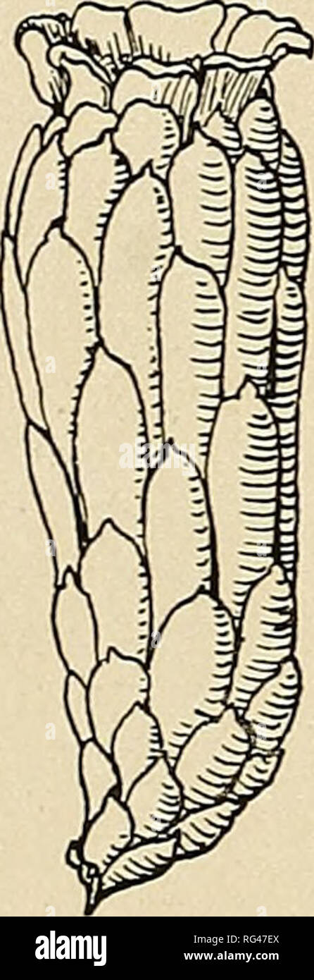 . The Cactaceae : descriptions and illustrations of plants of the cactus family. 28o THE CACTACEAE. Contr. U- S. Nat. Herb. i6: pi. 126, b, as Lophocereus australis; Mollers Deutsche Gart. Zeit. 25: 473. f. 5, No. 8; Cycl. Amer. Hort. Bailey 3: f. 1803; Schumann, Gesamtb. Kakteen f. 7, 8; Nachtr. f. 8; Monatsschr. Kakteenk. 11: 10; 18: loi, as Pilocereus schottii; West Amer. Sci. 13: 16, as Cereus sargentianus; Rep. Mo. Bot. Gard. 16: pi. 4, 5, 6, 7, 8, as Cereus schottii; Contr. U. S. Nat. Herb. 16: pi. 125, b, as Lophocereus schottii; Thomas, Zimmerkultur Kakteen 17, as Pilocereus sargentian Stock Photo