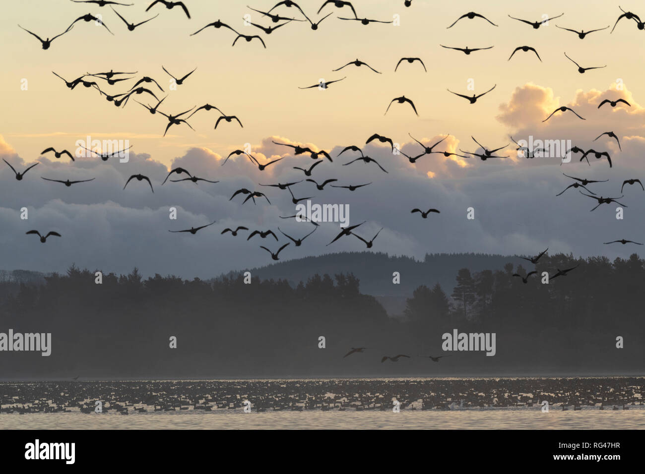 Geese Leaving Their Overnight Roost on the Loch of Skene at Daybreak Stock Photo