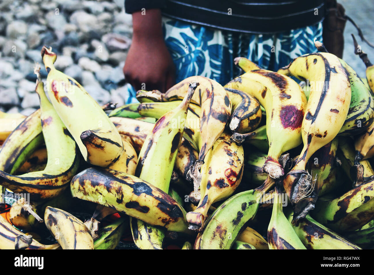 Closeup of woman selling plantains, cooking bananas, Musa paradisiaca. Street tropical fruit market, harvest of exotic food concept. Stock Photo