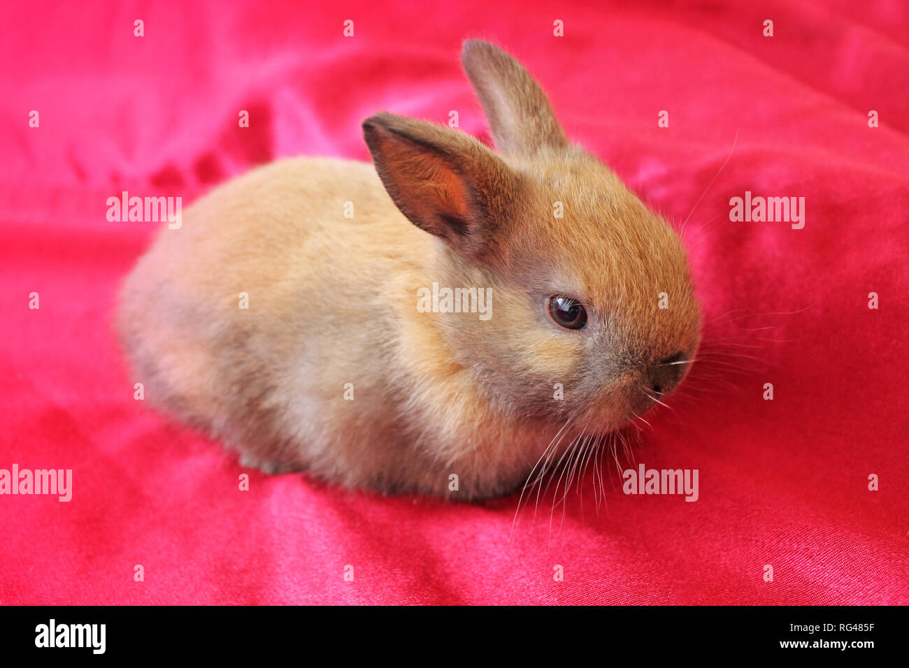Brown young rabbit on red background close up. Stock Photo