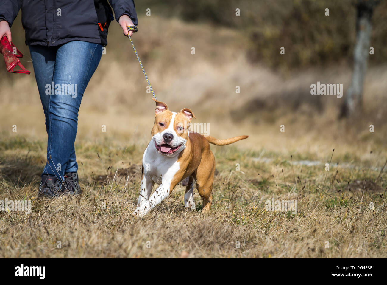 Young male American Staffordshire Terrier pulling on the leash Stock Photo
