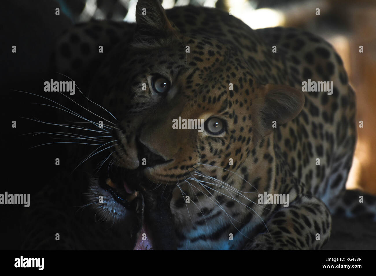 African Leopard Eating Meat (panthera pardus pardus) Stock Photo