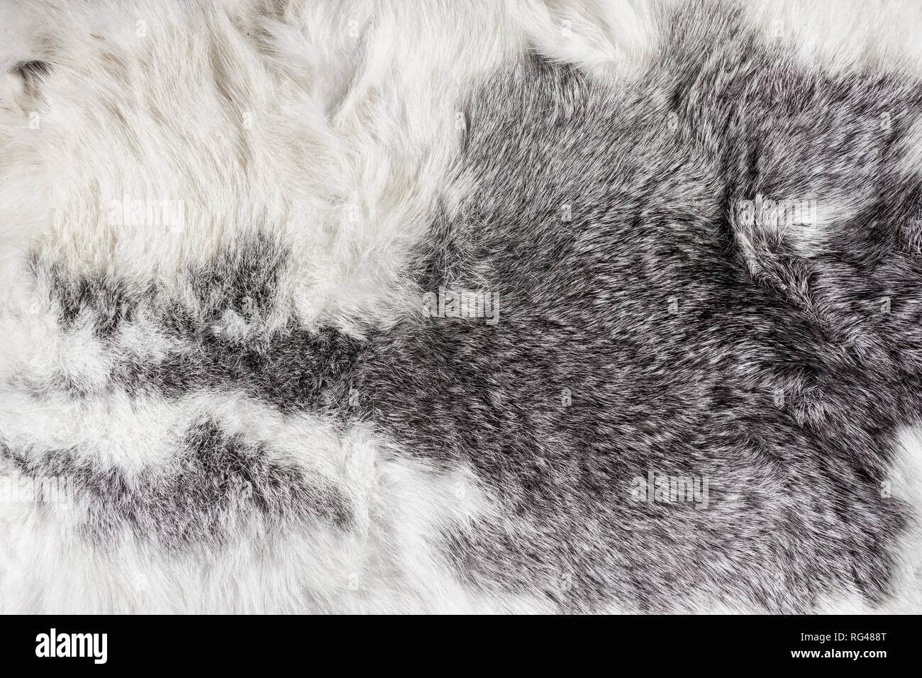 Natural Animal Fluffy Gray And White Long Hair Fur For Background