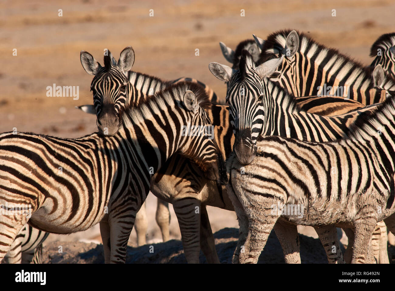 Zebra herd at Rietfontein waterhole, Etosha National Park, Namibia Stock Photo