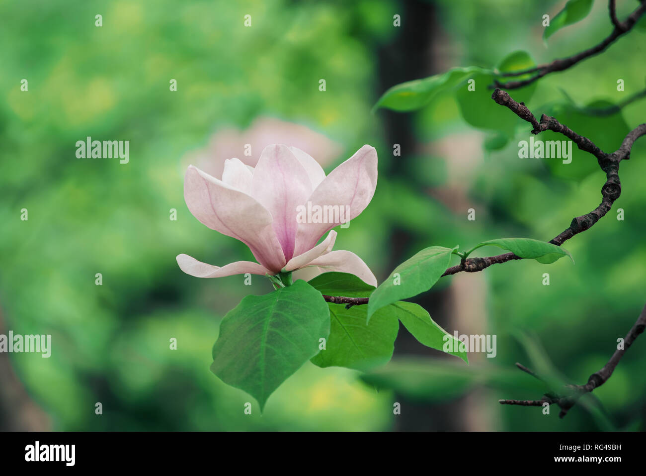 Magnolia spring flowers Stock Photo - Alamy