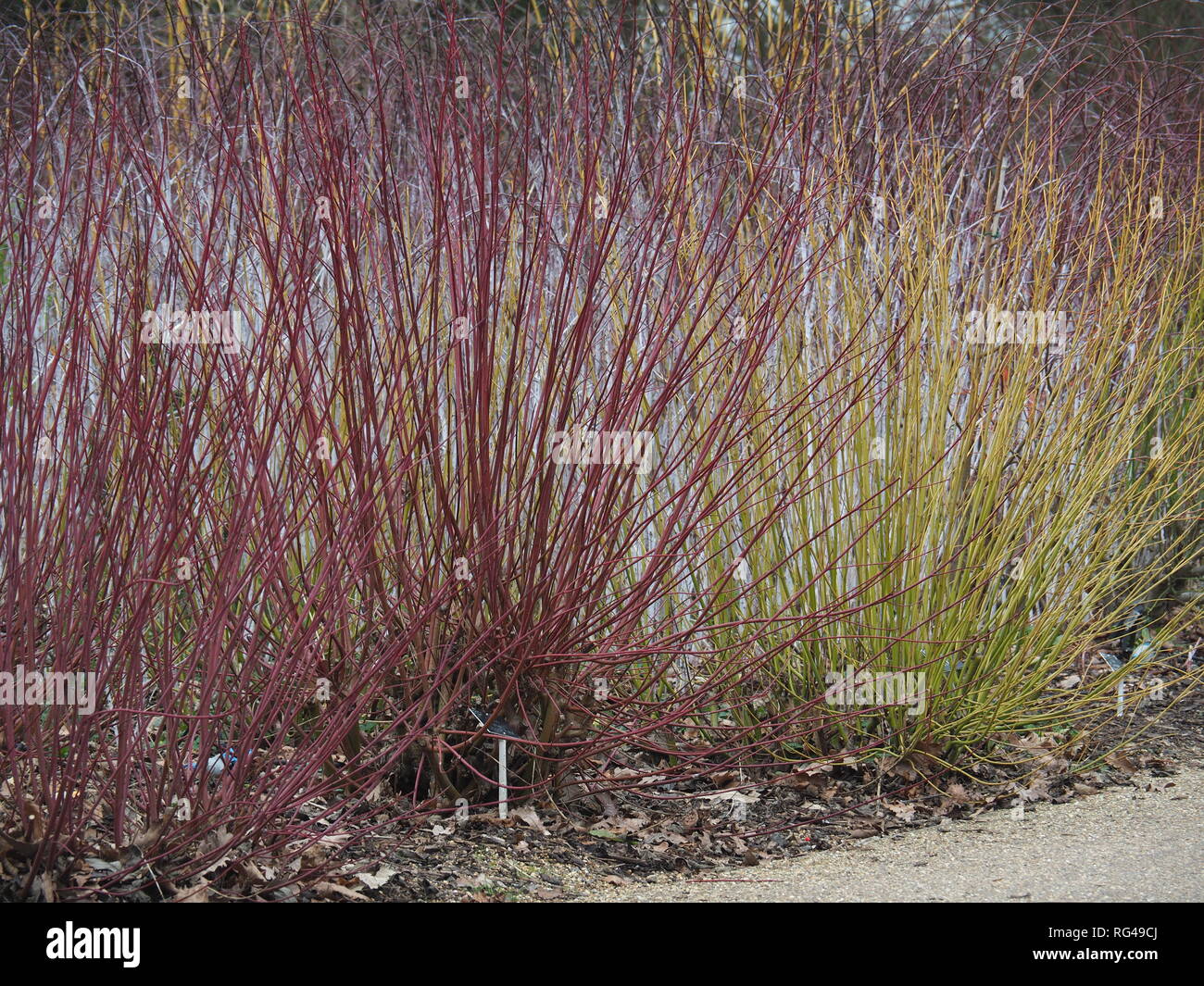 Cornus stems red yellow hi-res stock photography and images - Alamy