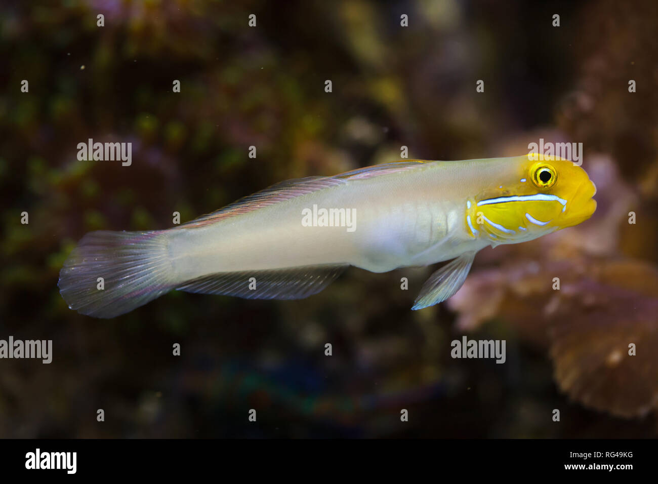 Blueband goby (Valenciennea strigata). Tropical fish. Stock Photo