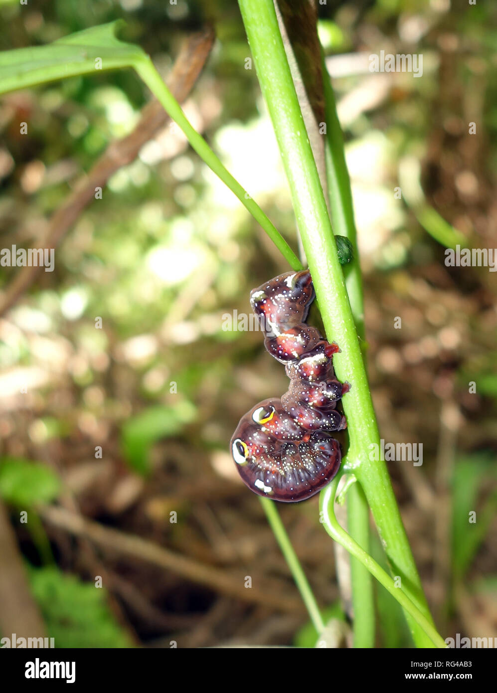 Large caterpillar of the fruit-piercing moth (Eudocima phalonia) on vine, Earl Hill Summit Track, Trinity Beach, Cairns, Queensland, Australia Stock Photo