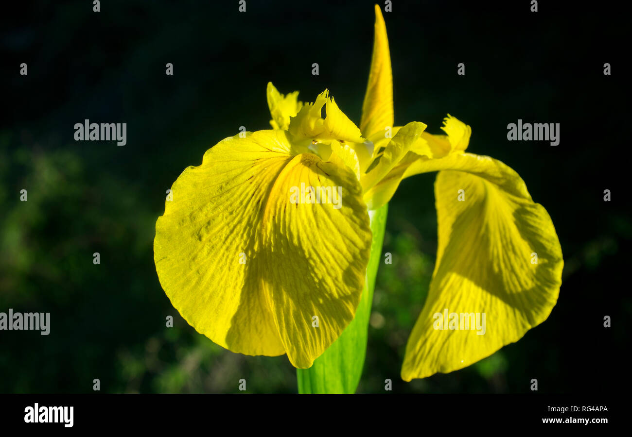 Wild iris pseudacorus, yellow flag, yellow iris or water flag. Dark background Stock Photo