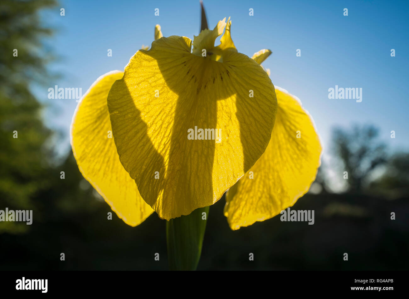 Wild iris pseudacorus, yellow flag, yellow iris or water flag. Against the light Stock Photo