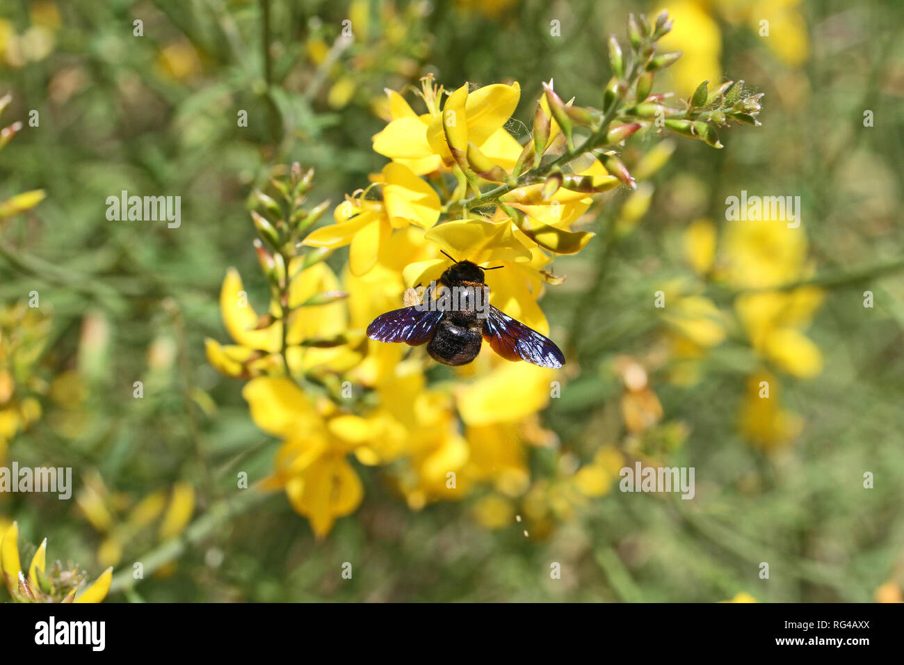 Carpenter bee Latin name xylocopa violacea on yellow broom or ginsestra flower Latin genista cinerea not cytisus scoparius or spachianus in Italy Stock Photo