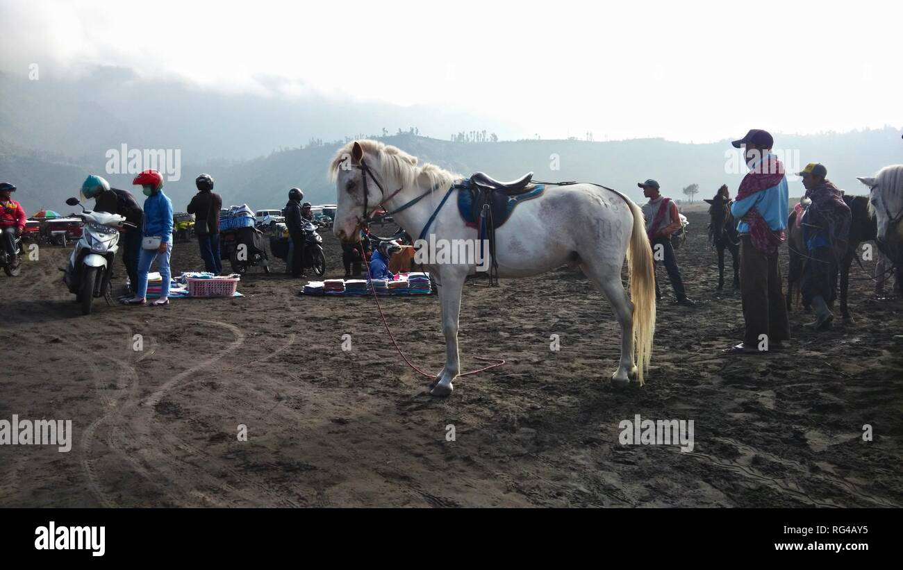 Indonesian teenage in Bromo Semeru Tengger National Park Stock Photo