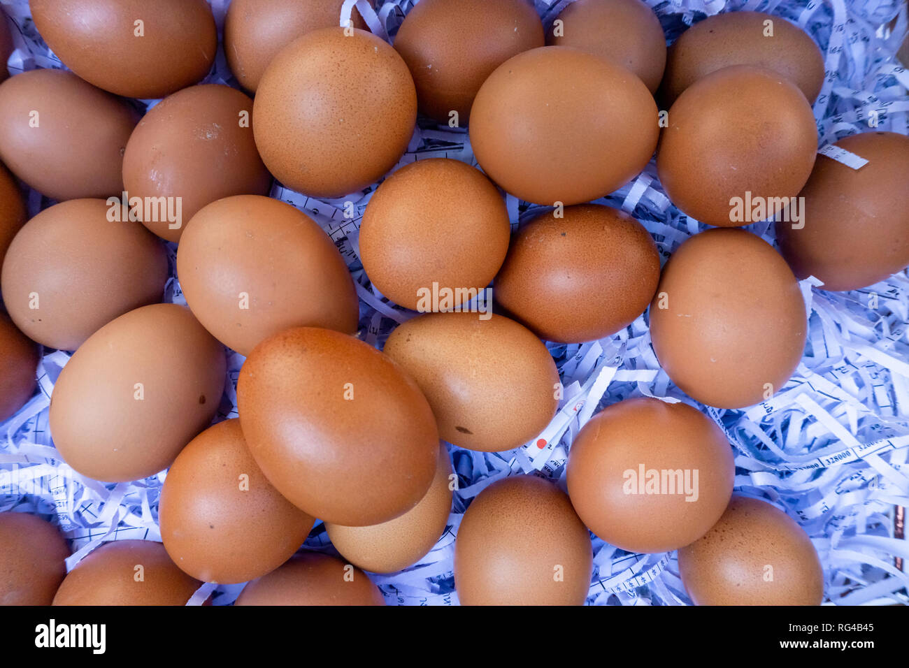 Fresh eggs on paper scraps prevent shock. Stock Photo