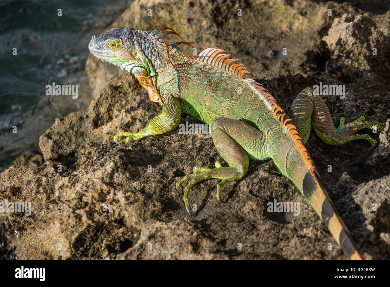 Large green American iguana on an Intracoastal Waterway dock in Palm Beach, Florida. (USA) Stock Photo