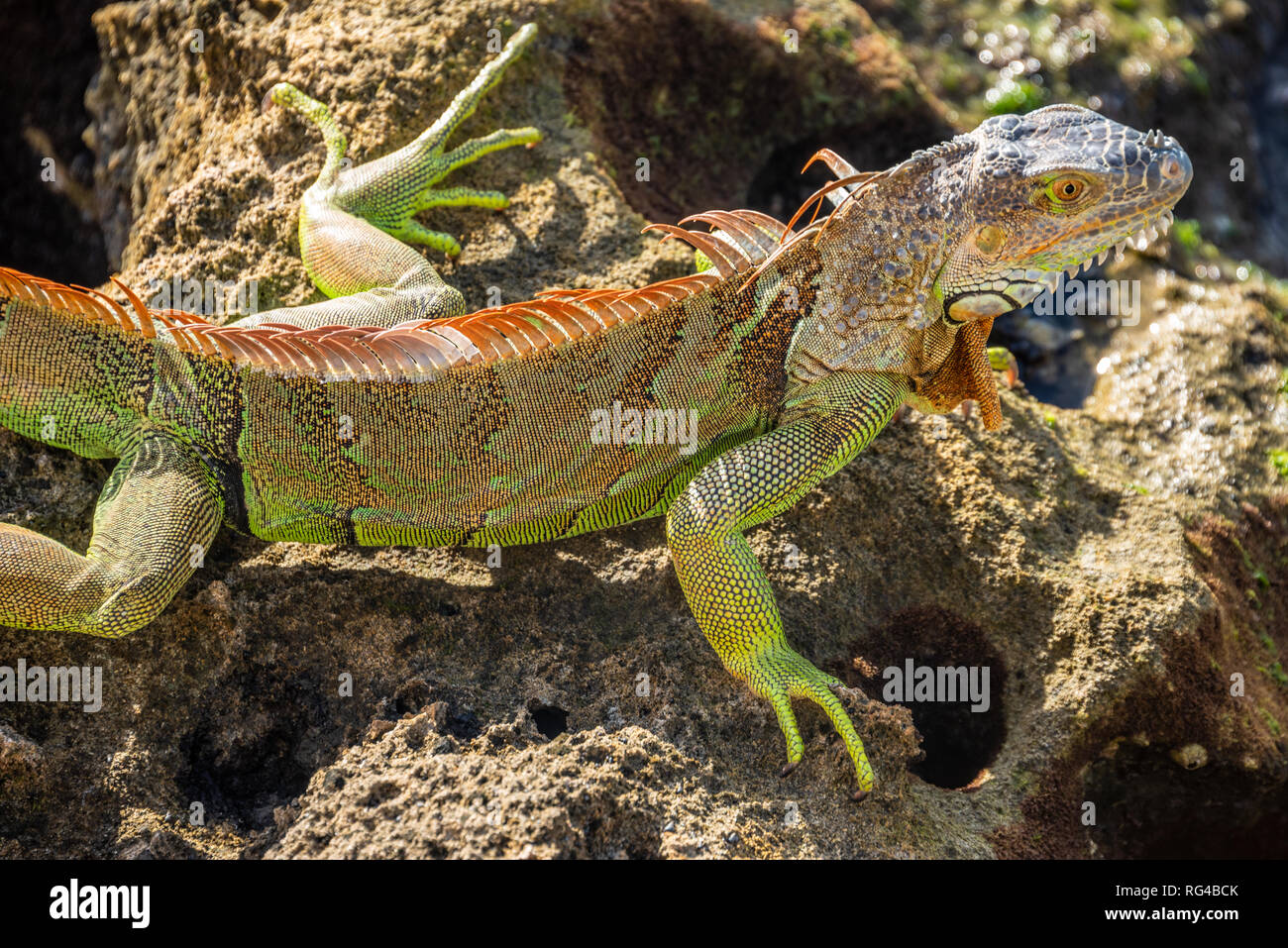 Large adult green iguana on an Intracoastal Waterway dock in Palm Beach, Florida. (USA) Stock Photo