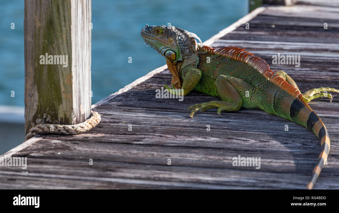 Large adult iguana on an Intracoastal Waterway dock in Palm Beach, Florida. (USA) Stock Photo