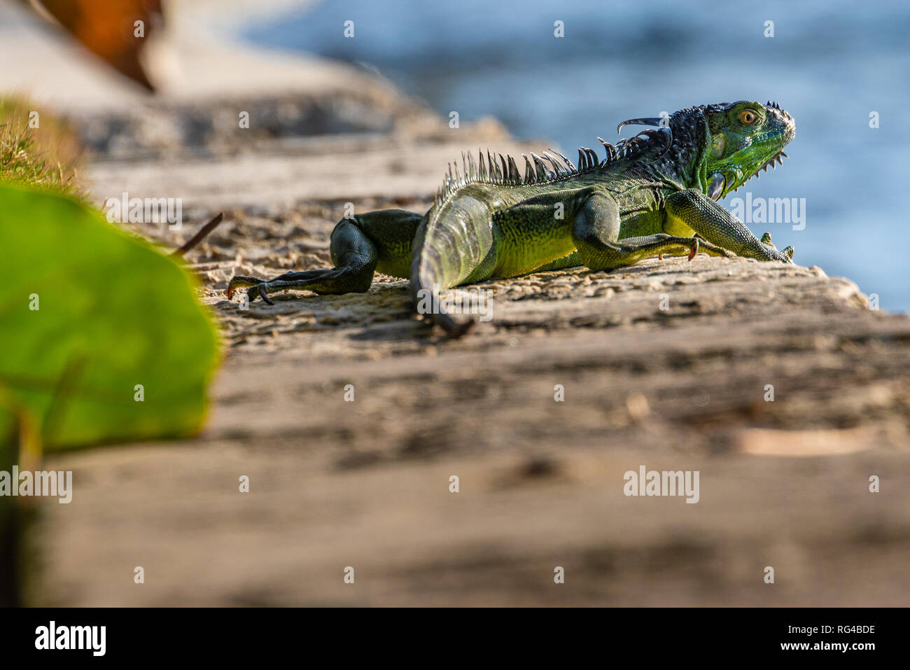 Green American iguana sunning on a seawall along the Intracoastal Waterway in Palm Beach, Florida. (USA) Stock Photo