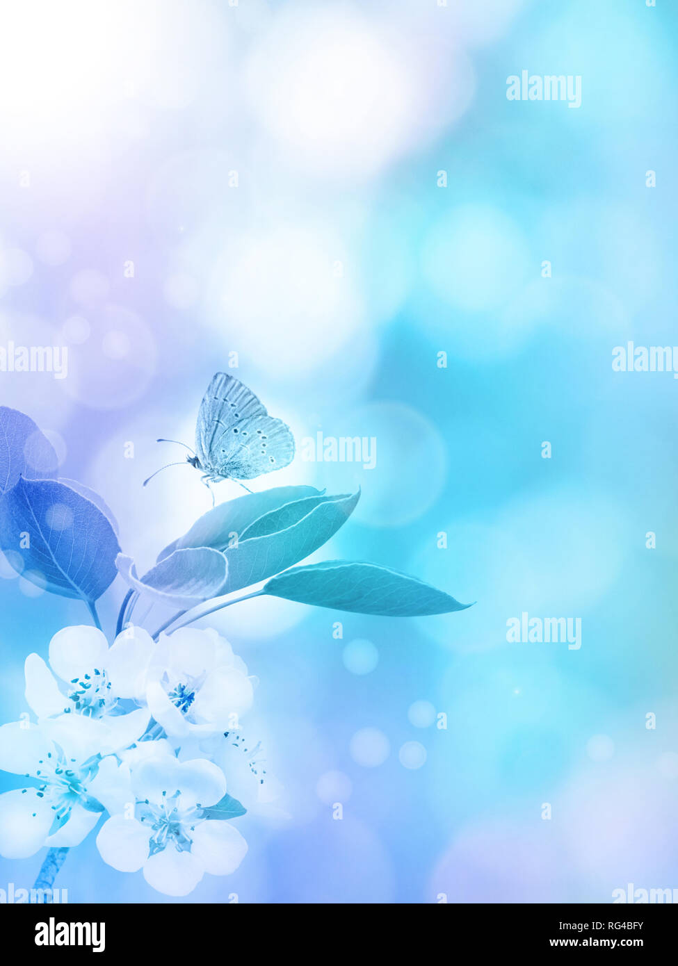 Apple blossom and butterfly on the blurred blue vertical background. Spring flowers. Stock Photo