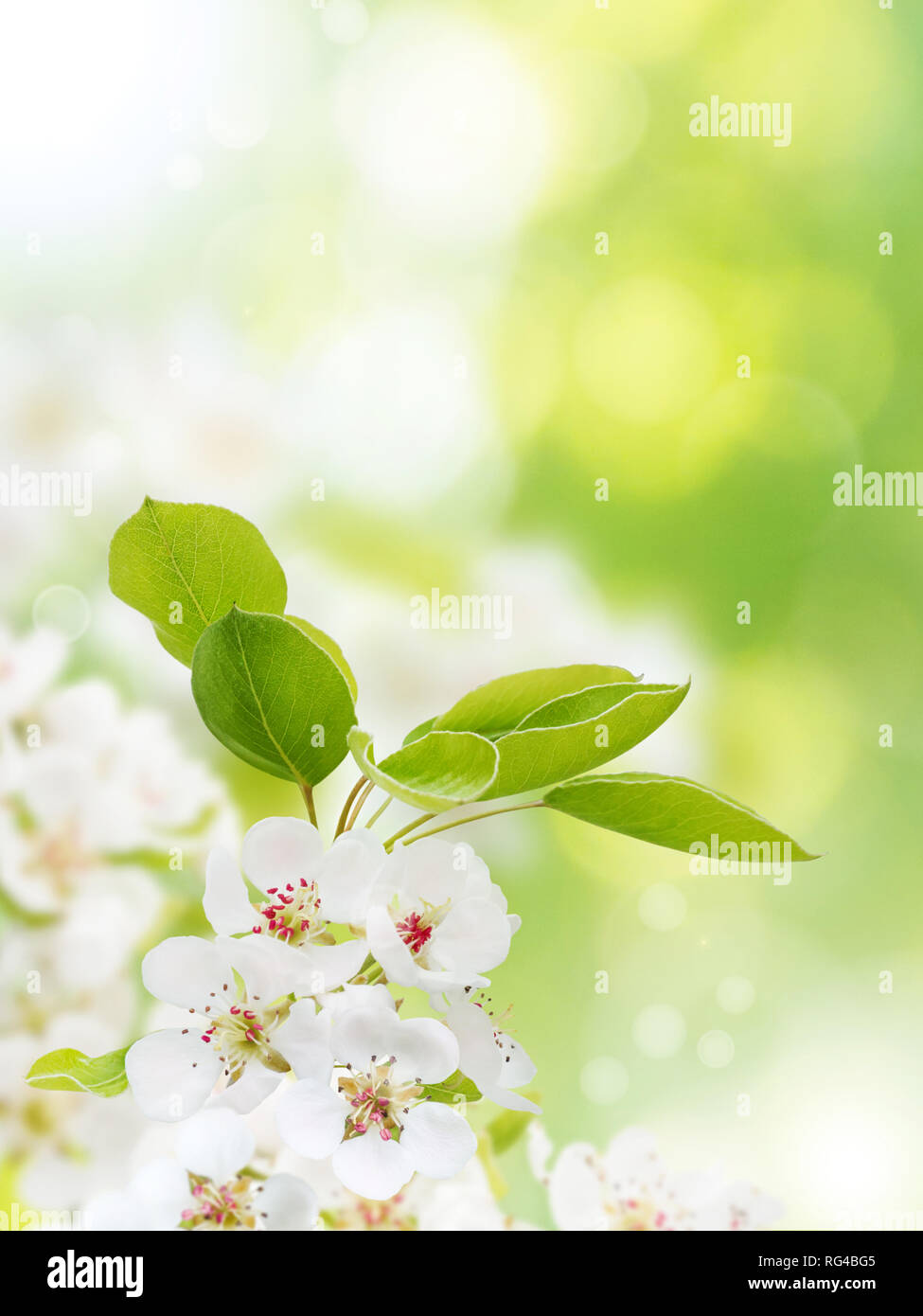 Spring Background Wallpaper Vertical