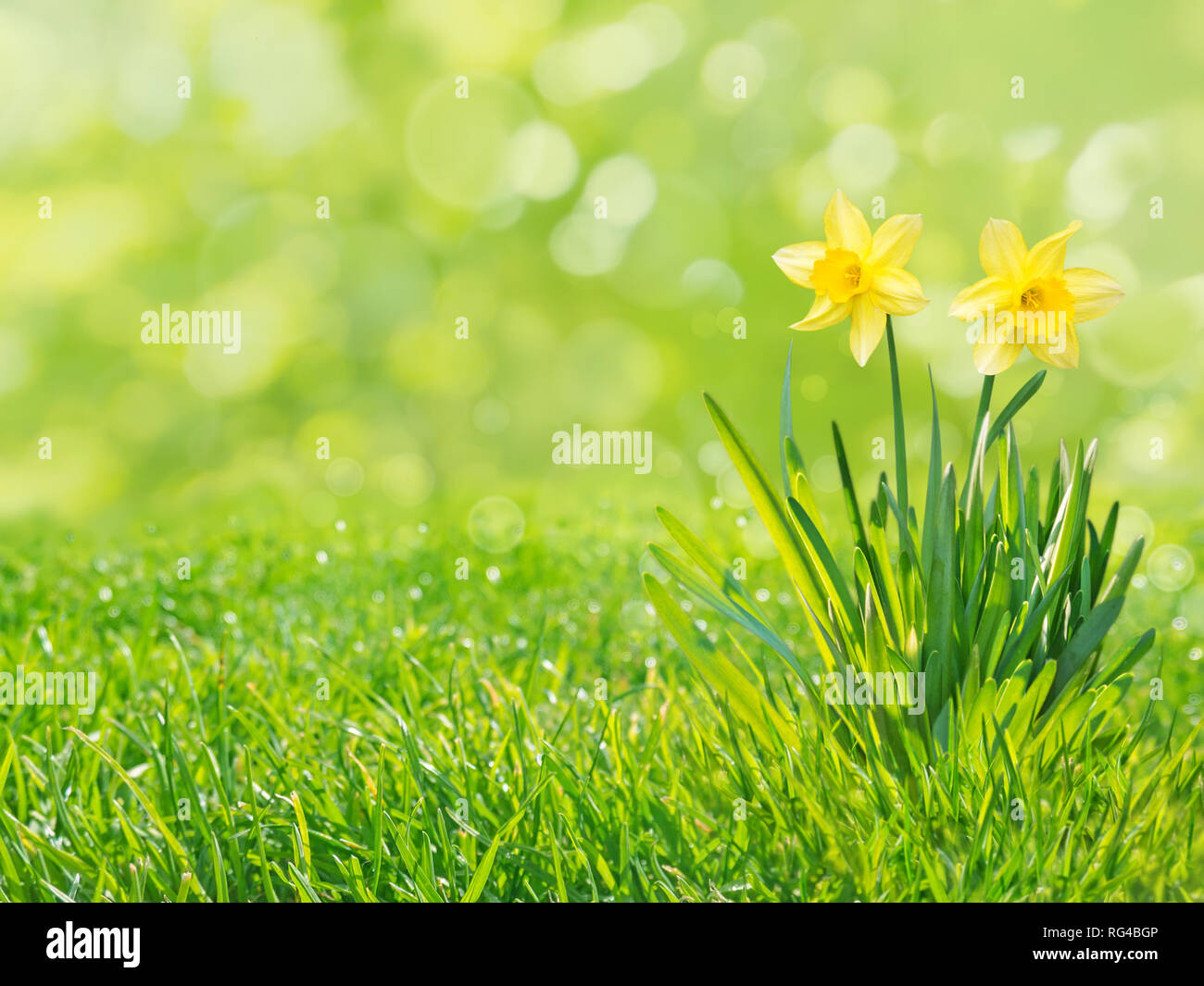 Two yellow daffodil flowers with leaves on the fresh green grass lawn spring blurred background Stock Photo