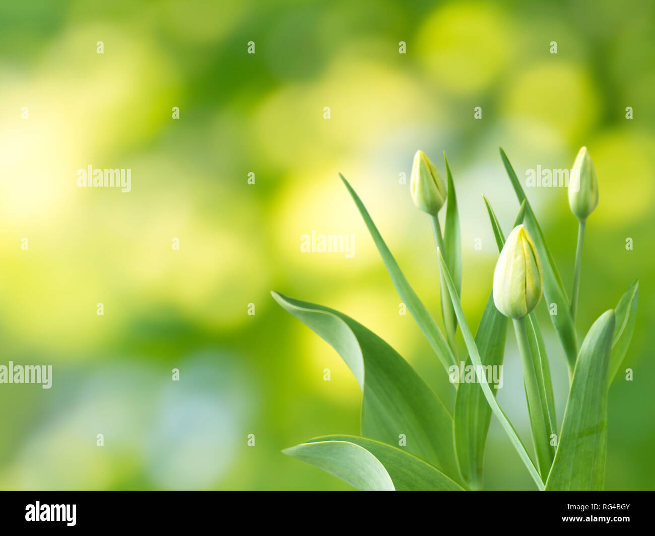 Tulip yellow flowers and buds on the spring blurred garden background Stock Photo