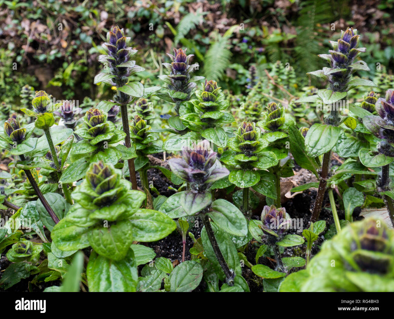 Ajuga pyramidalis or pyramidal bugle flowering plants in the forest Stock Photo