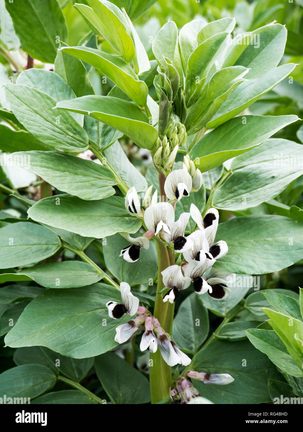 White broad bean flowers. Fava beans or Vicia faba plant. Stock Photo