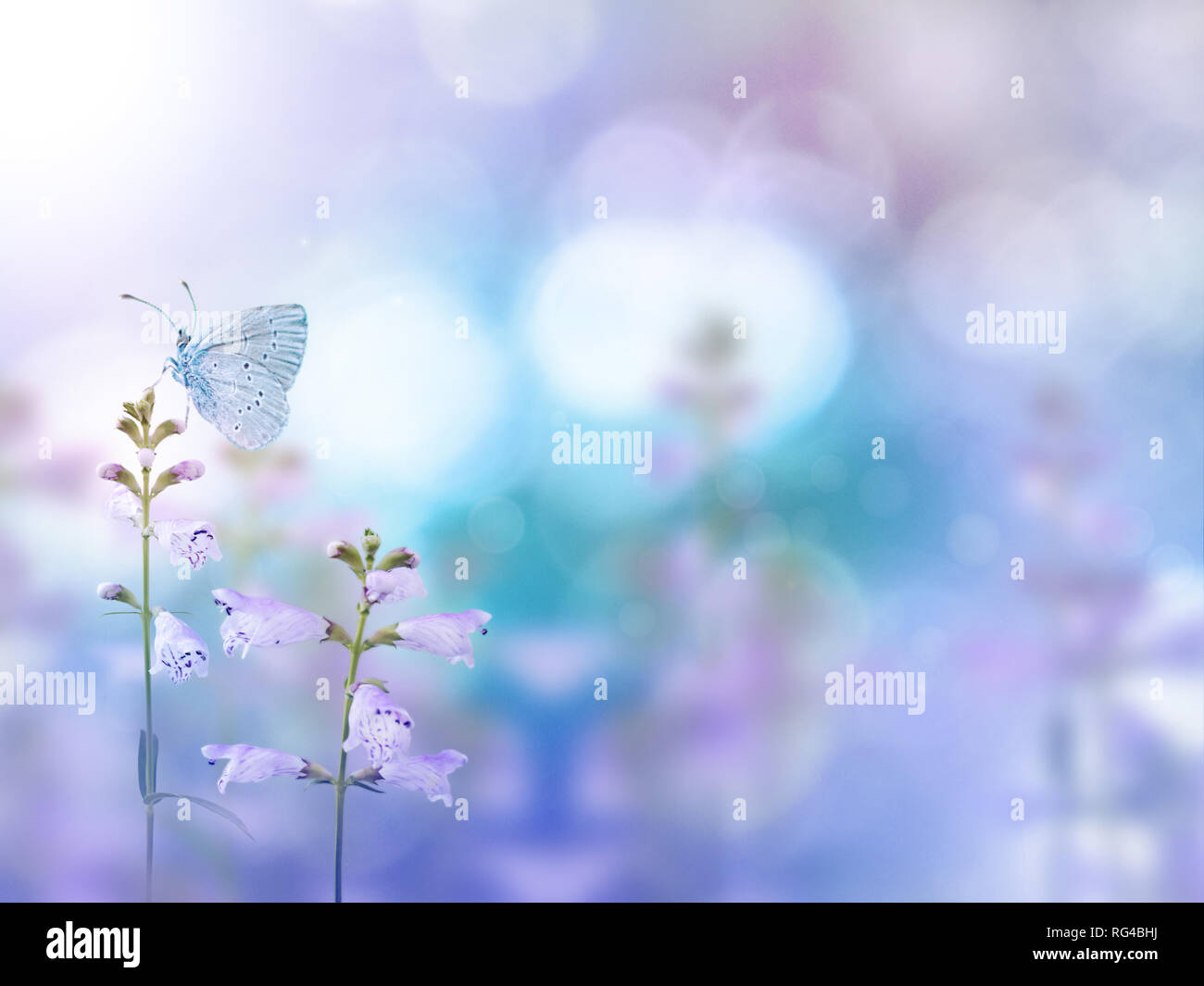 Butterfly and light purple flowers on the colorful blurred background. Floral desktop. Stock Photo