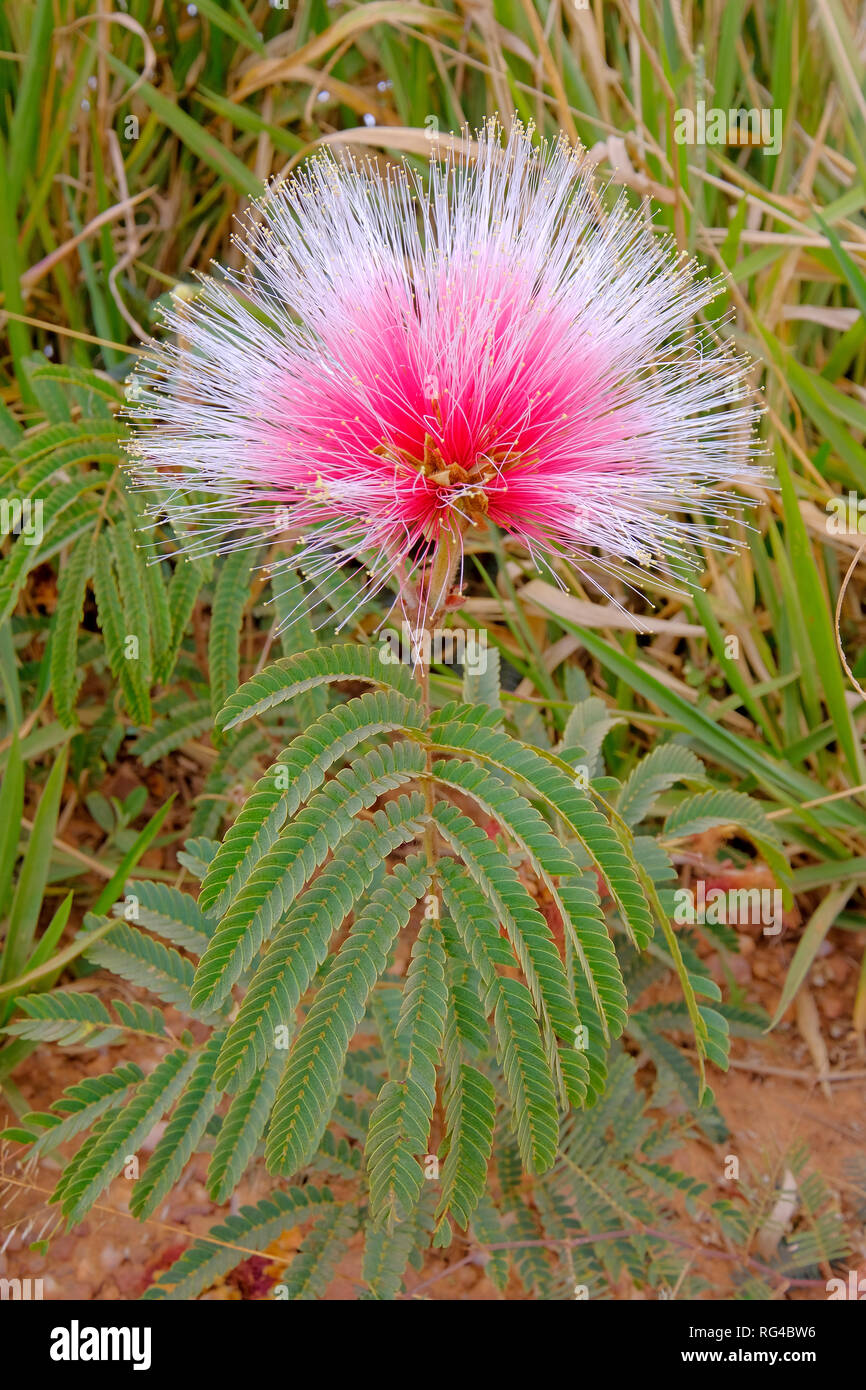 Mimosa Flower High Resolution Stock Photography And Images Alamy Mimosa Flower High Resolution Stock Photography And Images Alamy
