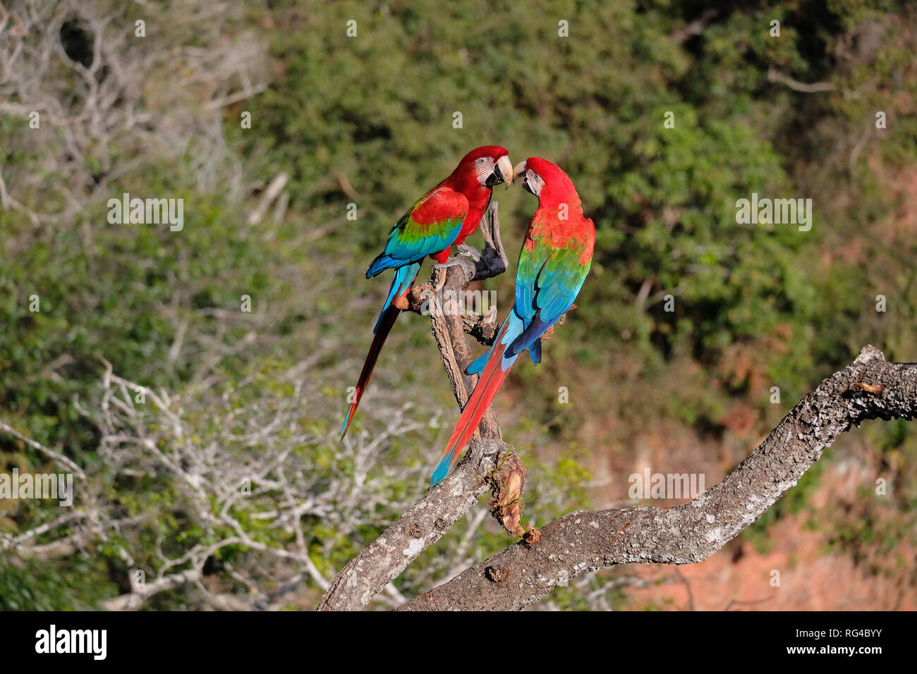 Red And Green Macaws, Ara Chloropterus, Buraco Das Araras, near Bonito, Pantanal, Brazil Stock Photo